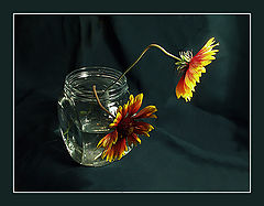 фото "still life-28"