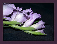 photo "Lilac..."