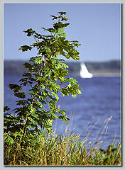 photo "Sail"