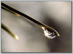 photo "After a little rain on a Thursday ;)"