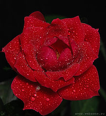 photo "Rose from my window sill"
