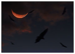 photo "Vision night"