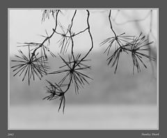 photo "Dragonflies"