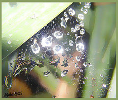 фото "Floating Jewels"