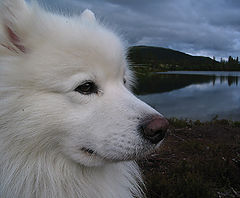 photo "Yakimo Chief of Iroquoise"