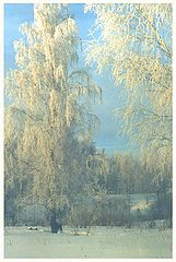 фото "Морозко"