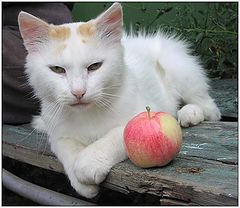 album "Cats"