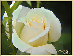 фото "Thorns and Satin"