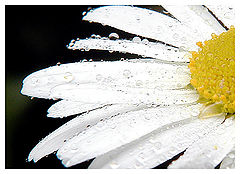 photo "Drops"