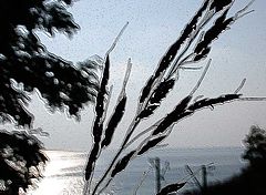 photo "Kind on the sea"