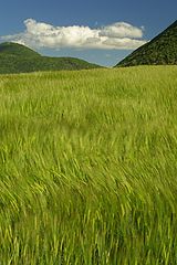 photo "Windy wheat field in Drome (F)"