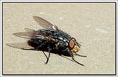 фото "Fly"