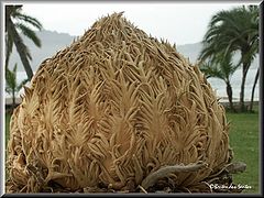 photo "Heart of palm"