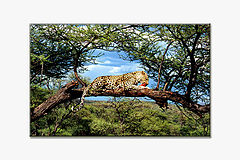 photo "Eating Leopard"