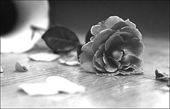 фото "from life of a Roze"