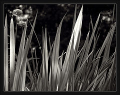 photo "flicker"
