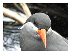 photo "Look at me"