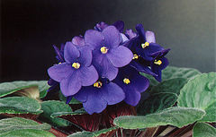 photo "violets #02"