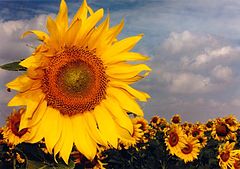 photo "The Sun in Alentejo"