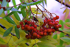 photo "Untitled photo"