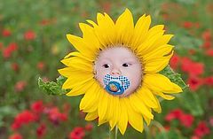 photo "Sunflower"
