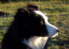 фото "Grace"