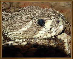 фото "Eastern Diamondback Rattlesnake"