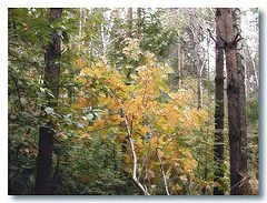 photo "Autumn."