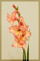 photo "Gladiolus"