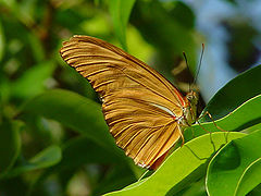 фото "Golden Butterfly"