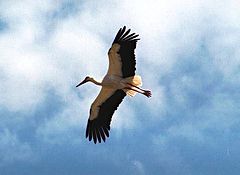 photo "I am  Flying"