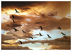 photo "The return"