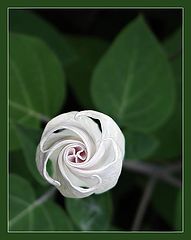 photo "Lily"
