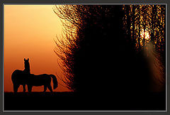 photo "I too love declines..."
