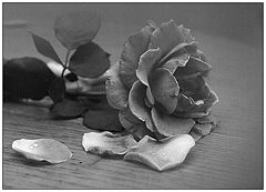 фото "From life of a Rose*"