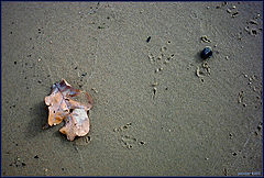 photo "music on sand"
