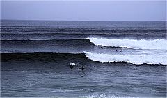 photo "A nice portuguese line-up"
