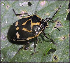 photo "Bed-bug or simply beetle?"