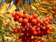 photo "Mountain ash"