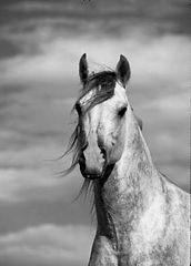 фото ""The lonely stallion"""