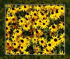 photo "Black-Eyed Susans"