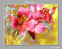photo "alstroemere"