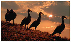 photo "Evening birds"