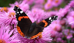 фото "Red Admiral on Michaelmas Daisies"