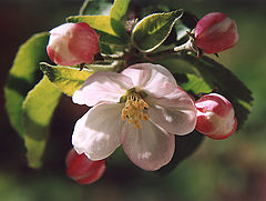photo "Apple blossom"