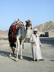 photo "In The Desert"