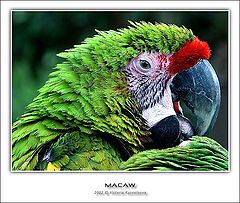 photo "Macaw II"