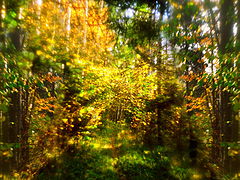 photo "Golden autmn"