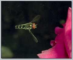 photo "Brake!!!"