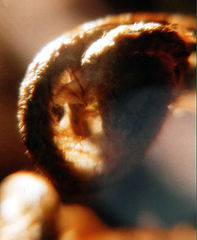 photo "portret..."